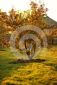 Golden pear tree in the sunny autumn garden. Autumnal rural landscape