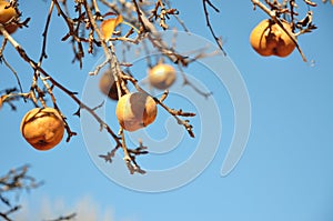 Golden pears on pear tree