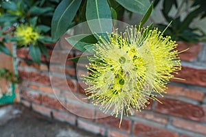 Golden penda flower Xanthostemon chrysanthus