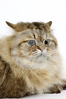 GOLDEN PERSIAN CAT, PORTRAIT OF SCARED ADULT