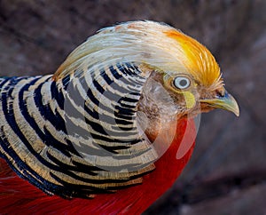 Golden Pheasant