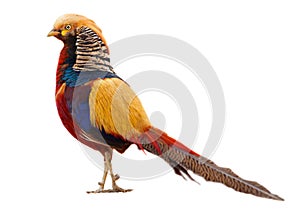 Golden pheasant photo