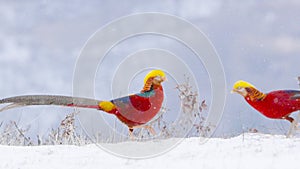 Golden pheasant