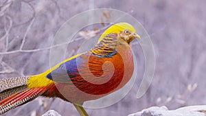 Golden pheasant