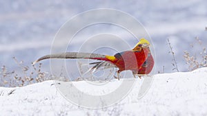 Golden pheasant