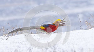 Golden pheasant