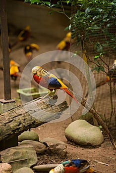 Golden Pheasant