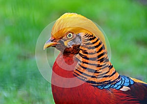 Golden pheasant bird photo