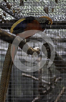 Golden Pheasant bird side view