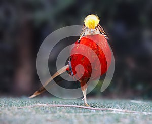 Golden Pheasant. China\'s unique ornamental bird. Chinese pheasant (Chrysolophus pictus photo