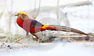 Golden Pheasant. China\'s unique ornamental bird. Chinese pheasant (Chrysolophus pictus photo