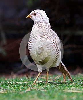 Golden Pheasant. China\'s unique ornamental bird. Chinese pheasant (Chrysolophus pictus photo