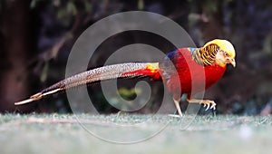 Golden Pheasant. China\'s unique ornamental bird. Chinese pheasant (Chrysolophus pictus