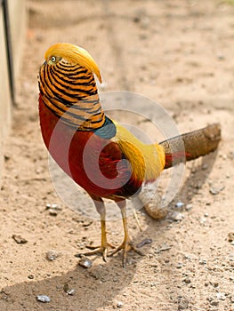 Golden Pheasant. Chinese Pheasant.