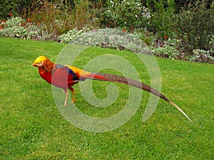 Golden pheasant Chinese pheasant Chrysolophus Pictus