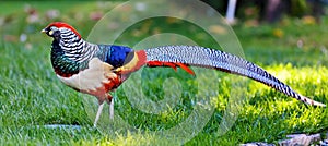 Golden Pheasant or Chinese Pheasant photo