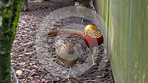 Golden pheasant, Chrysolophus pictus,