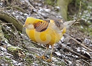 Golden Pheasant - Chrysolophus pictus