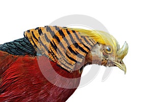 Golden Pheasant-Chrysolophus pictus