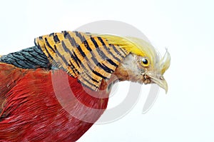 Golden Pheasant - Chrysolophus pictus photo