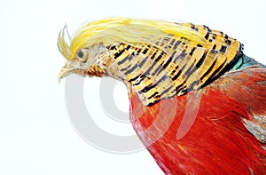 Golden Pheasant-Chrysolophus pictus photo