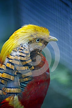 Golden pheasant Chrysolophus pictus