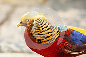 Golden Pheasant (Chrysolophus pictus)