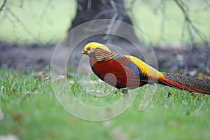 Golden pheasant, Chrysolophus pictus,