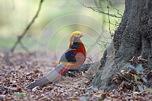 Golden pheasant, Chrysolophus pictus,