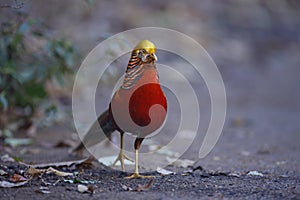 Golden pheasant, Chrysolophus pictus,