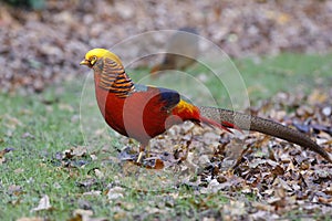 Golden pheasant, Chrysolophus pictus,