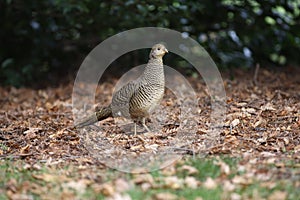 Golden pheasant, Chrysolophus pictus,