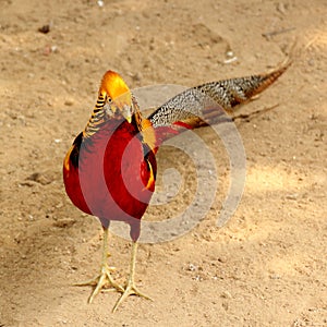 Golden pheasant (Chrysolophus pictus)