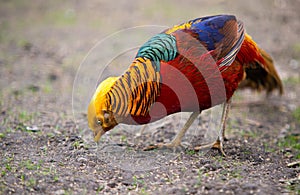 Golden pheasant Chrysolophus pictus