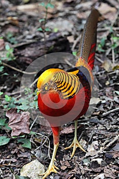 Golden Pheasant (Chrysolophus pictus)