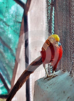 The golden pheasant Chrysolophus pictus, also known as the Chinese pheasant, and rainbow pheasant, is a gamebird of the order