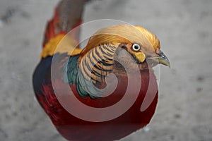 Golden Pheasant Chrysolophus pictus, close-up portrait of a bird