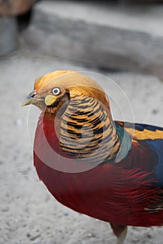 Golden Pheasant Chrysolophus pictus, close-up portrait of a bird. Vertical orientation