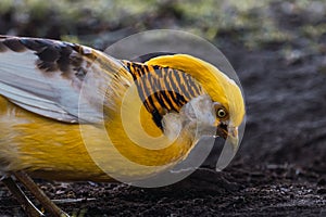 Golden pheasant (Chrysolophus pictus) eating among the ground