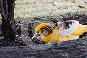 Golden pheasant (Chrysolophus pictus) eating among the ground