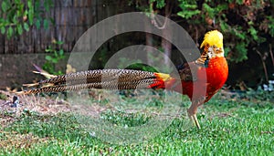 Golden Pheasant - Chrysolophus pictus in green nature