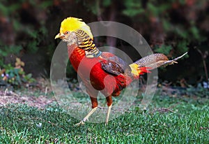 Golden Pheasant - Chrysolophus pictus in green nature