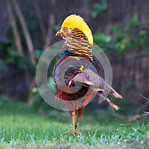 Golden Pheasant - Chrysolophus pictus in green nature photo