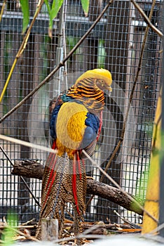 Golden pheasant Chrysolophus pictus with its back feathers showing and his head turned