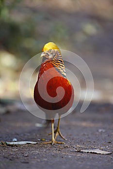 Golden pheasant, Chrysolophus pictus, photo