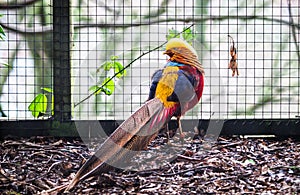 Golden pheasant Chrysolophus pictus in a metal cage