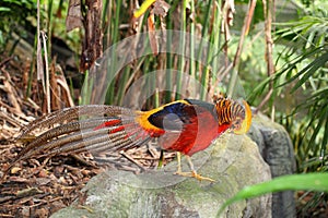 Golden pheasant Chrysolophus pictus in the natur