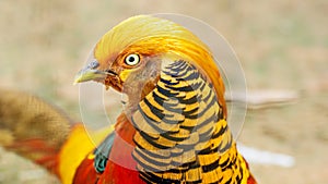 Golden pheasant