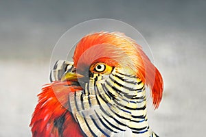 Golden pheasant with colorful plumage.