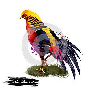 Golden Pheasant digital art illustration isolated on white. Chinese pheasant Chrysolophus pictus gamebird of order Galliformes